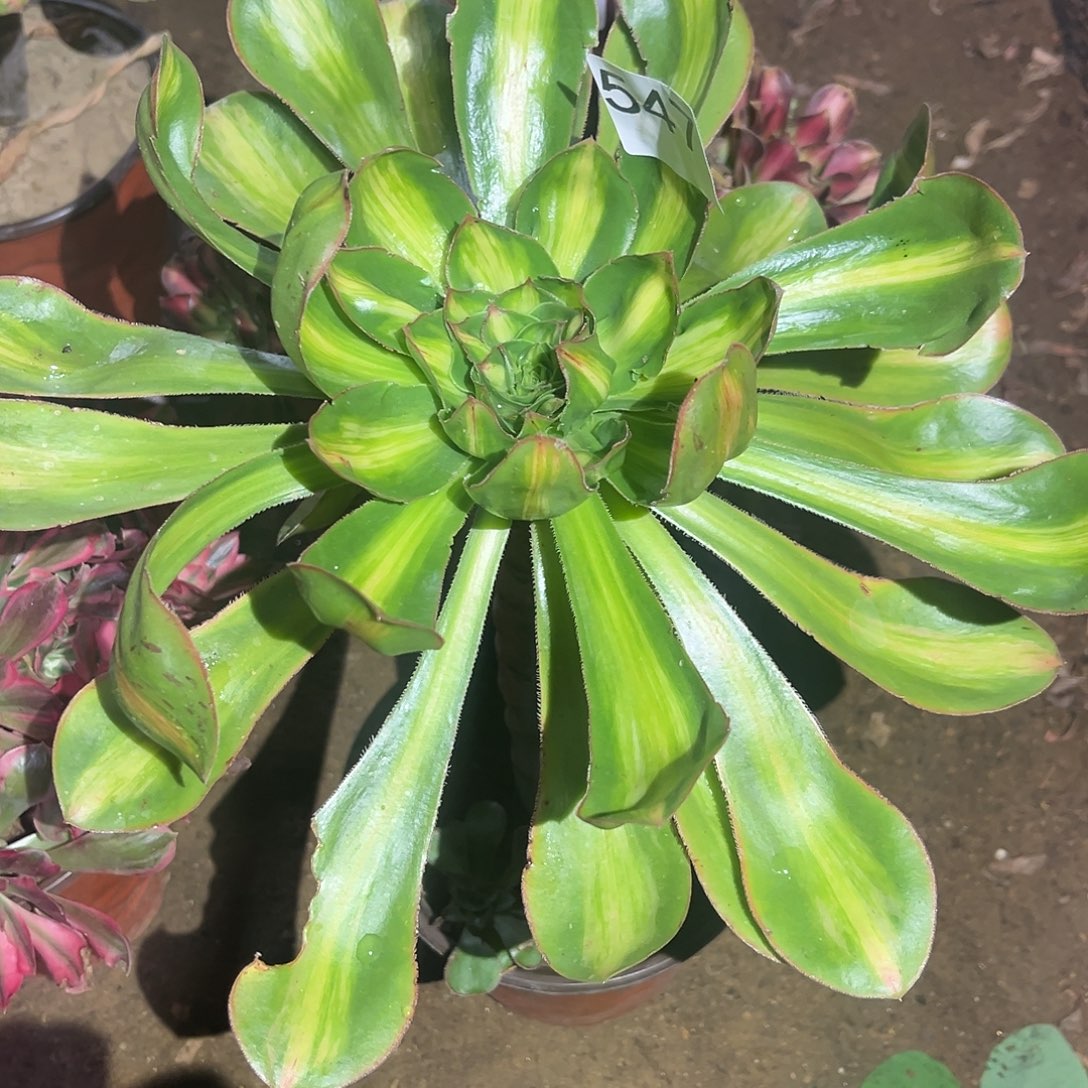 燕姿中班多肉法师547