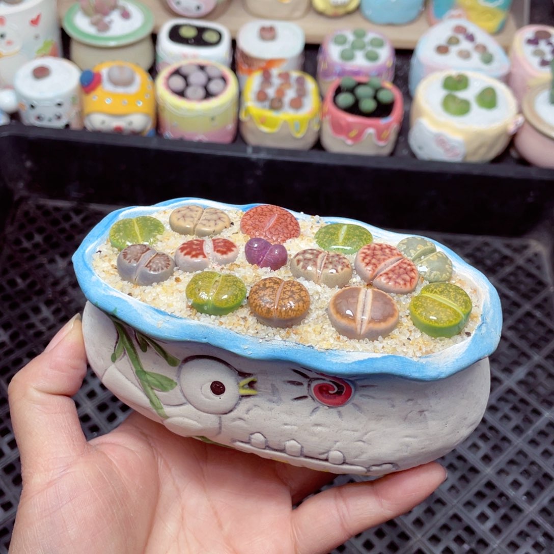 w9362 -零下地区拍保温箱 -15支持寄养