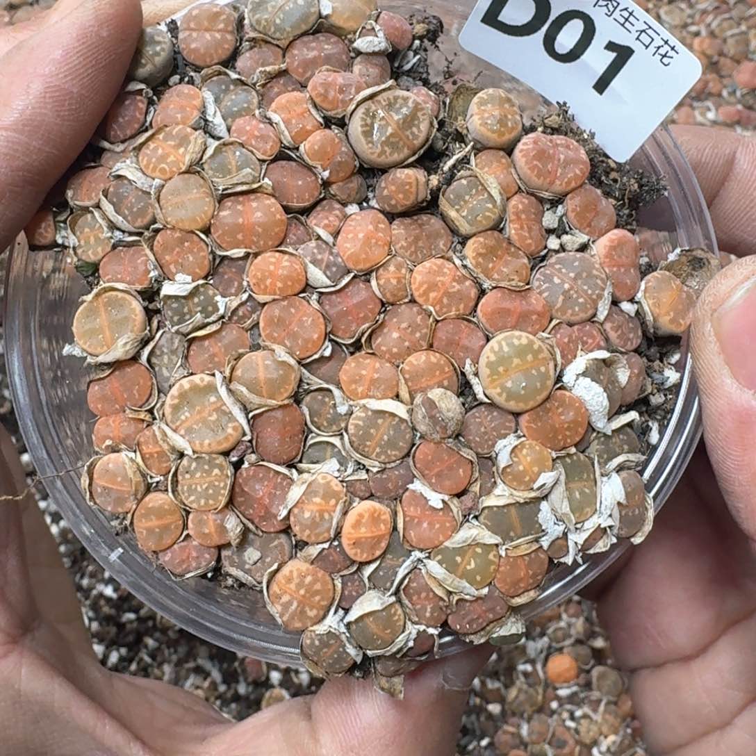 D01。彩橄榄一盒。好看