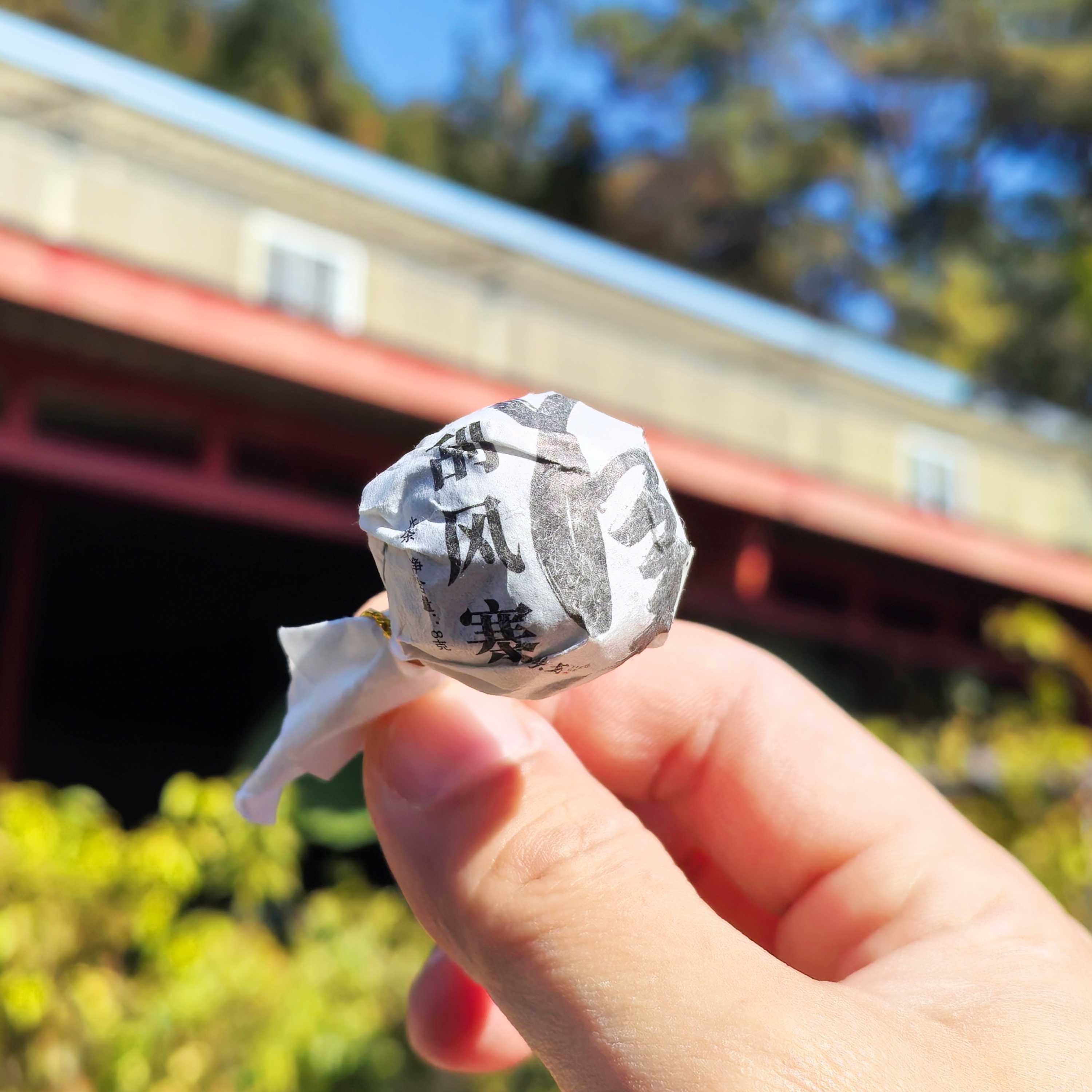 2025年 刮风寨春茶混采龙珠普洱茶生茶