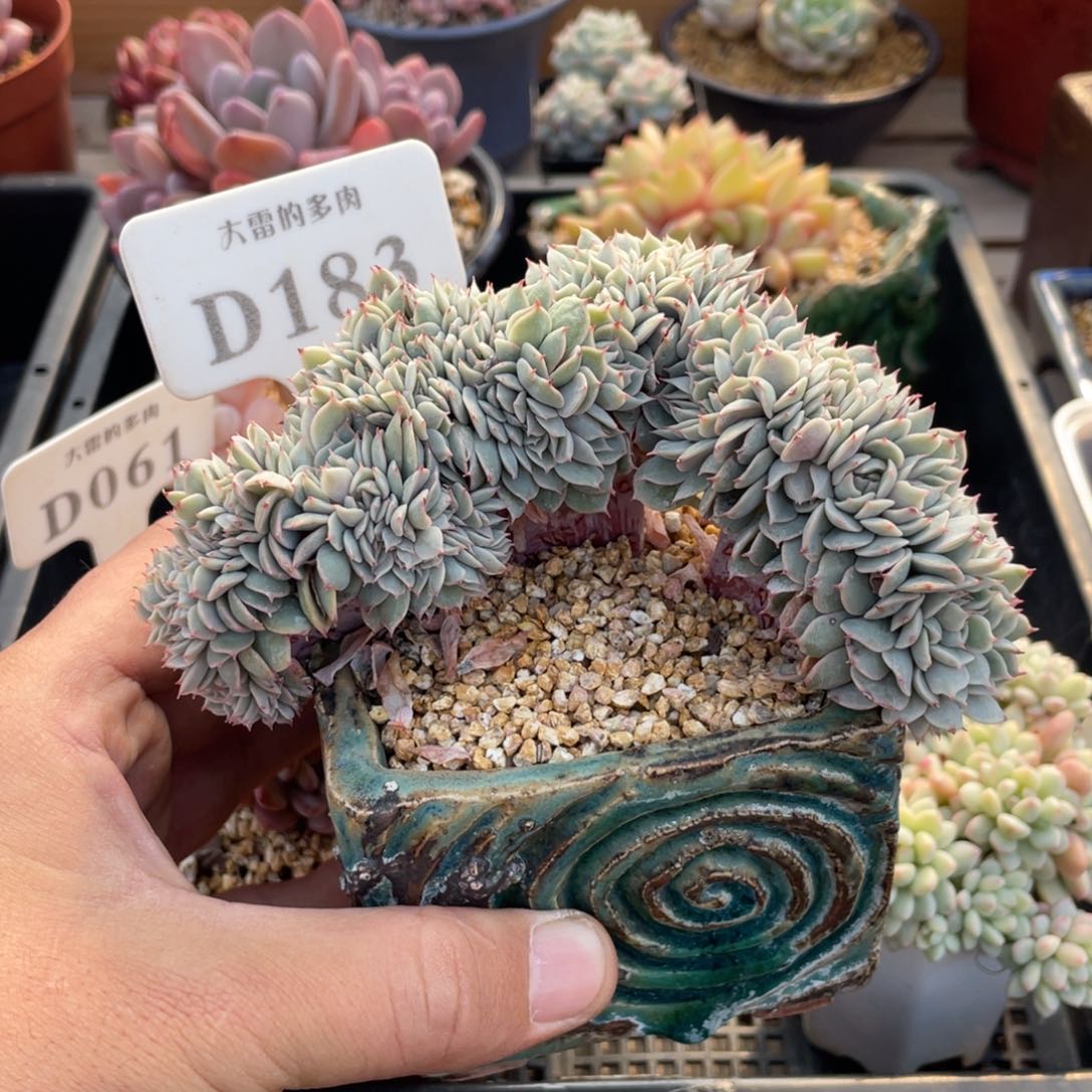 183雪域蓝光不带盆13厘米