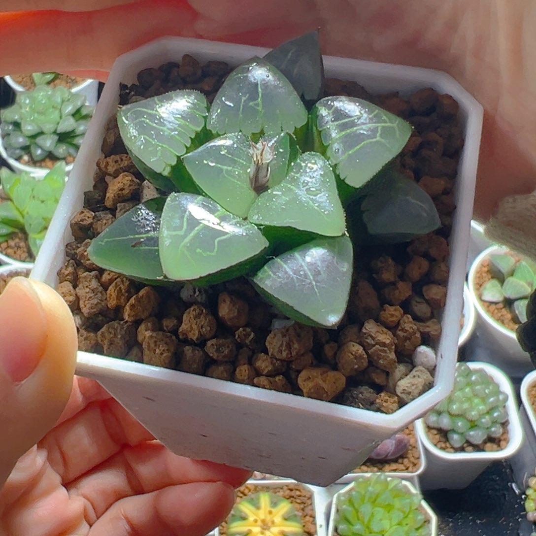 雅典娜玉露多肉多肉