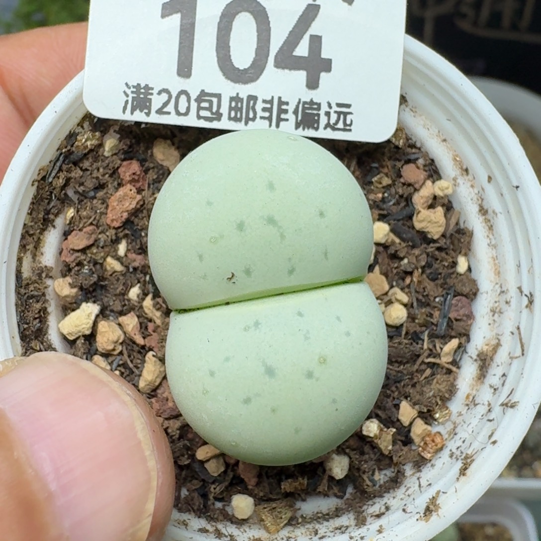 绿灵耀带盆土。      