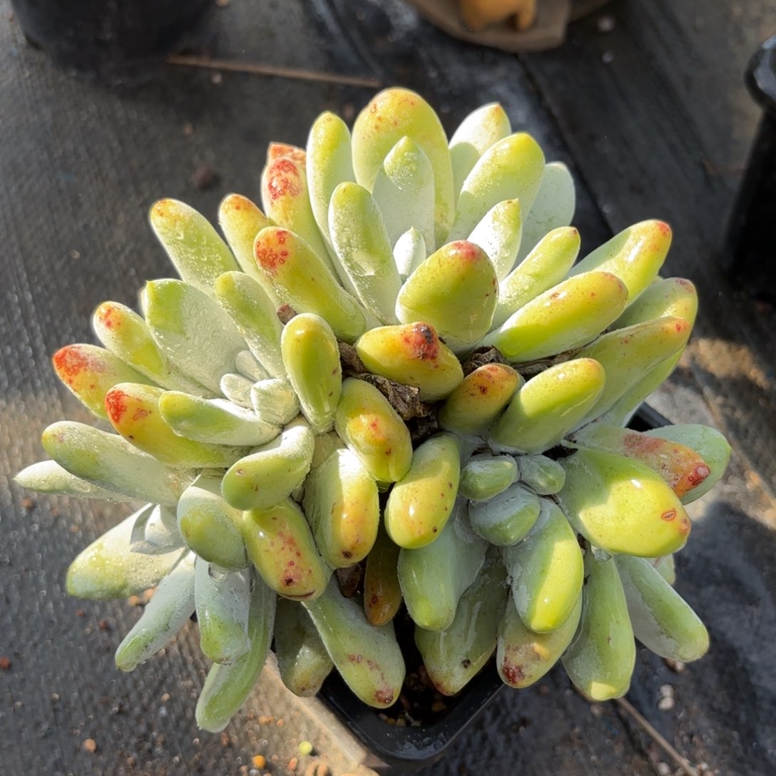 6头拇指，仙女杯多肉