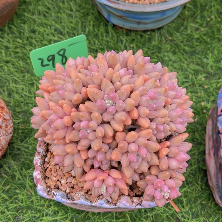 不****酒健健康康平平安安