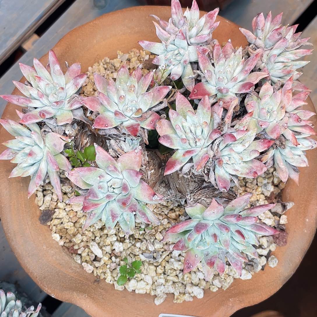 白姆多头老桩群生0420