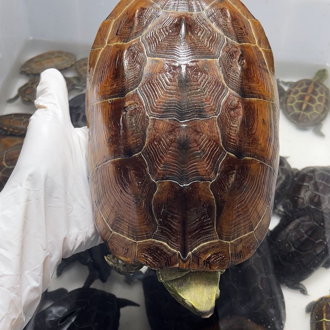 四***峰中华草龟公1235566