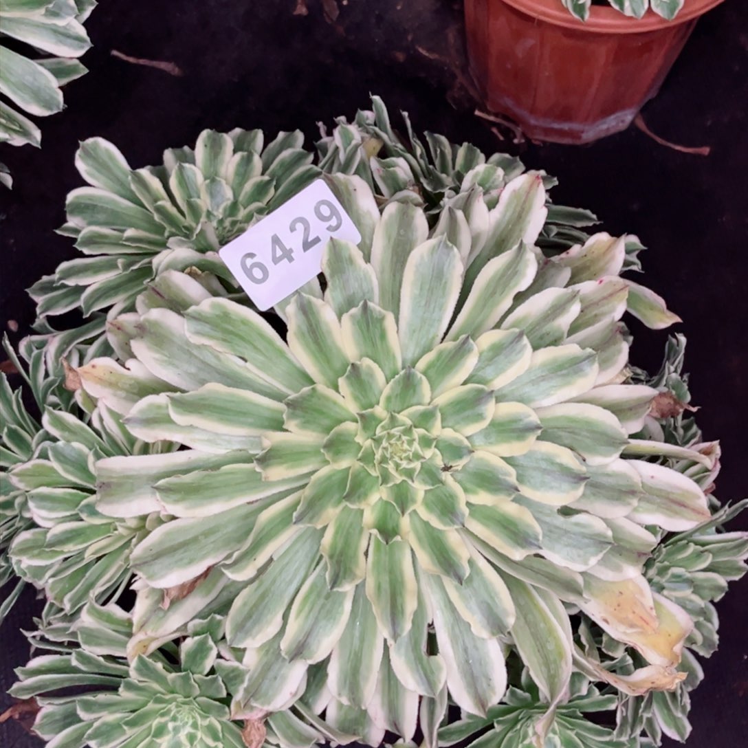 碧浪老庄30多公分多肉