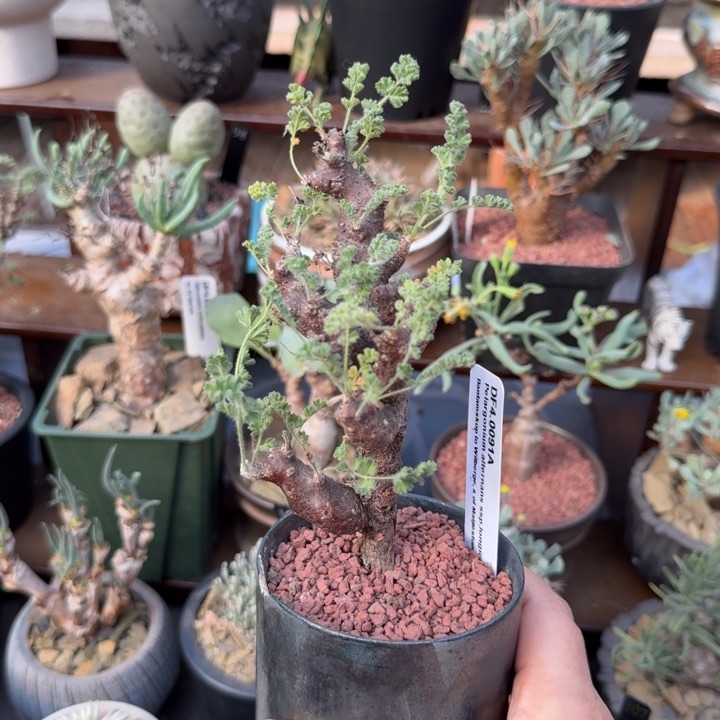 黑珊瑚洋葵（满28包邮）