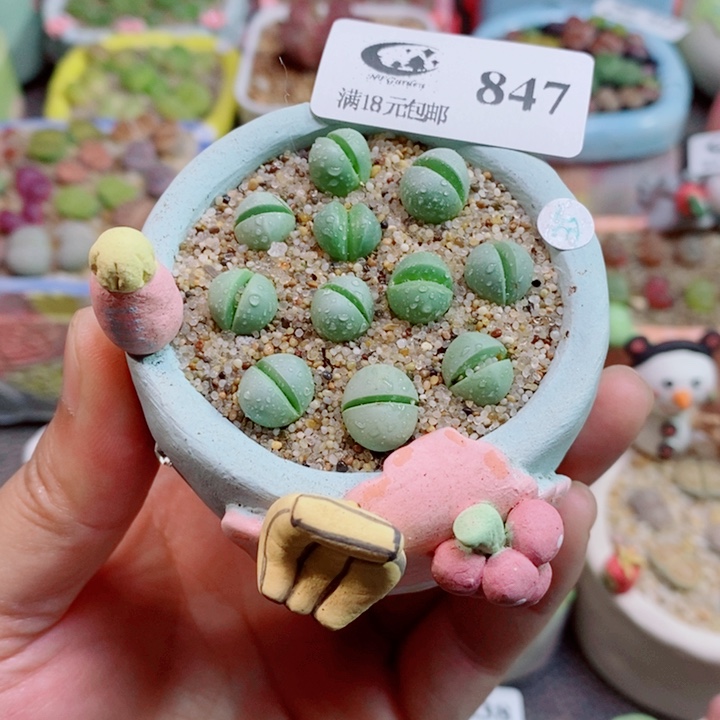 美丽的生石花花花847