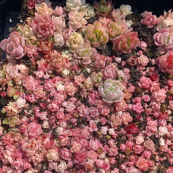 59 多肉植物盆栽花卉植物