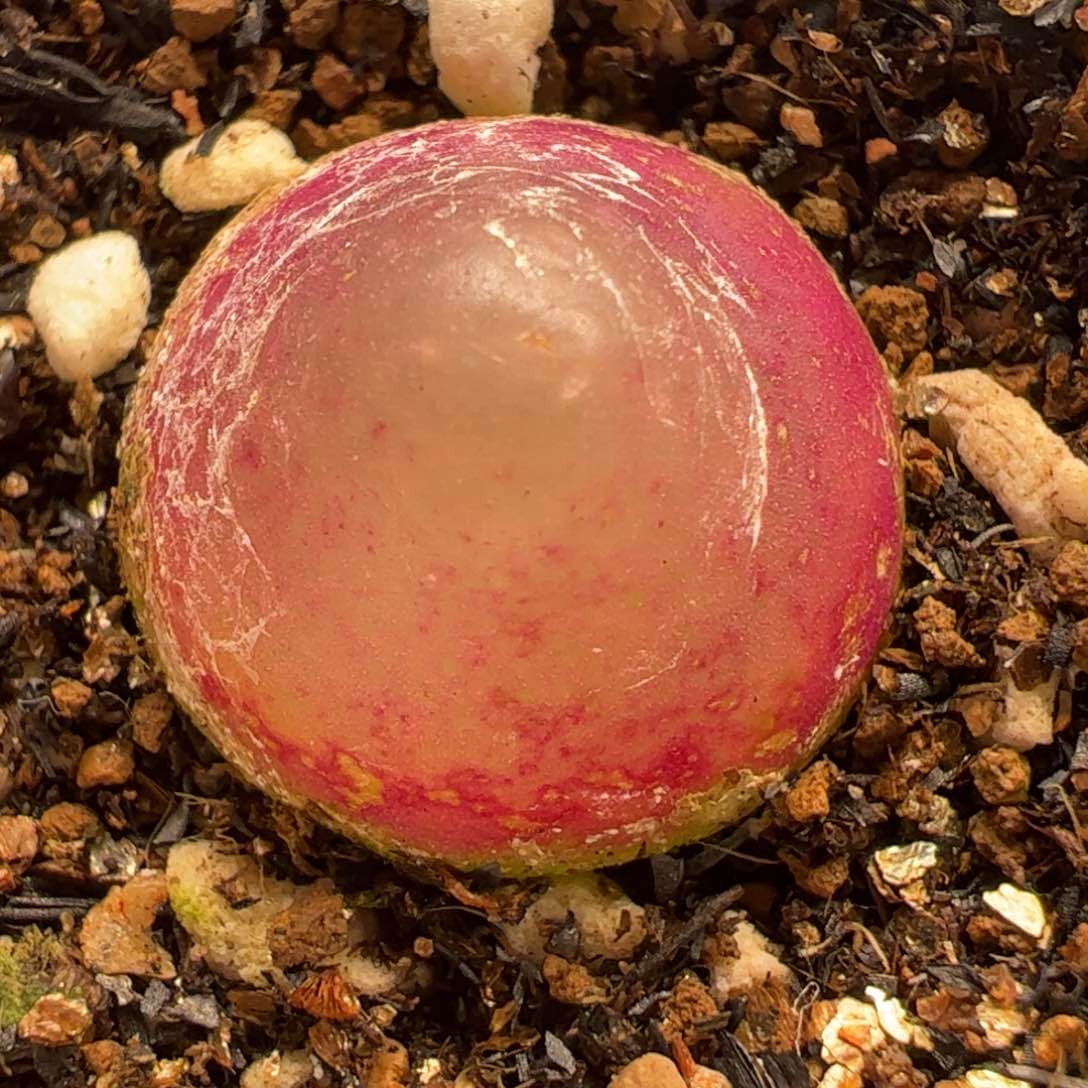 2厘米灯泡多肉植物