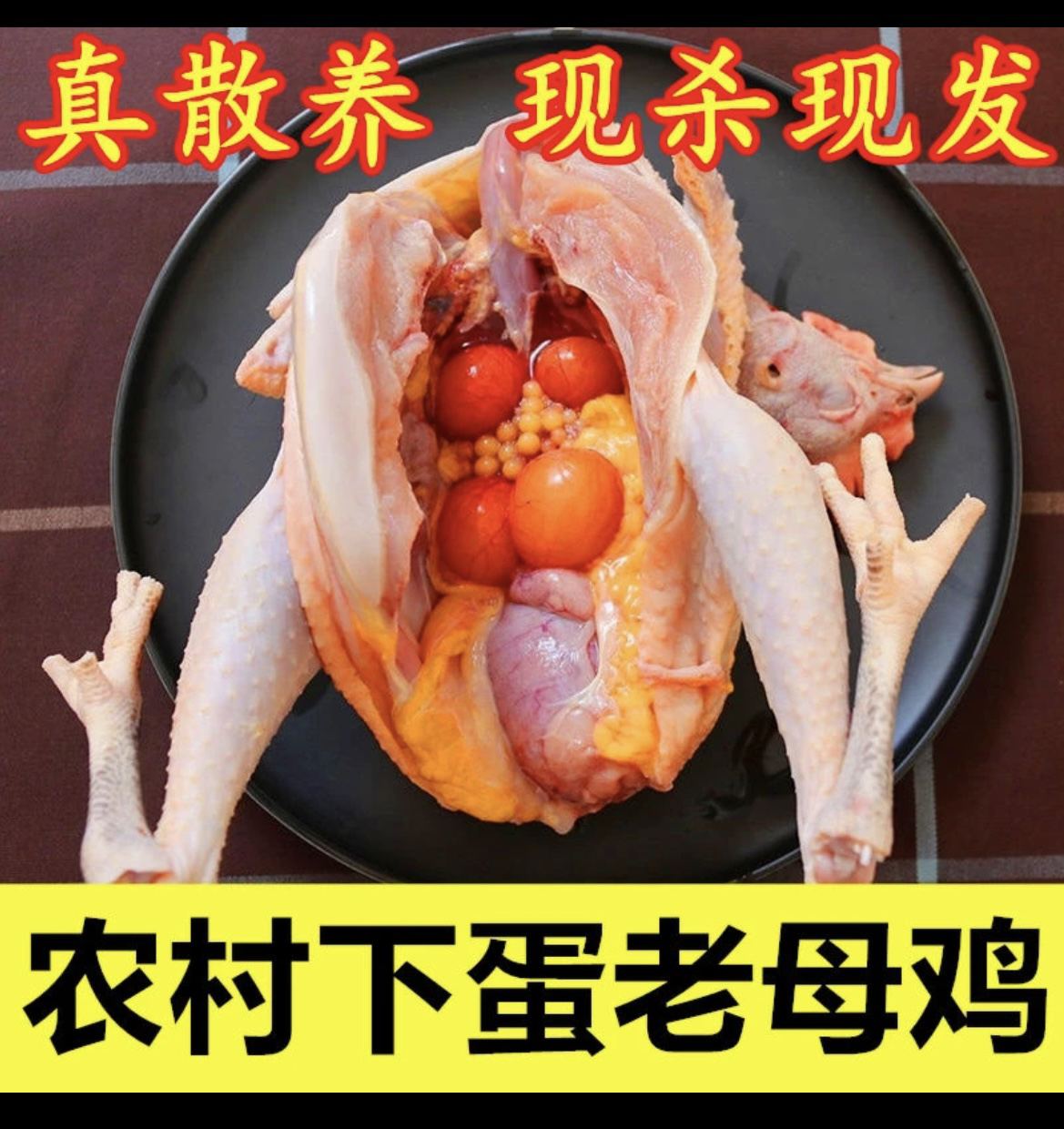 苏北农村散养老母鸡