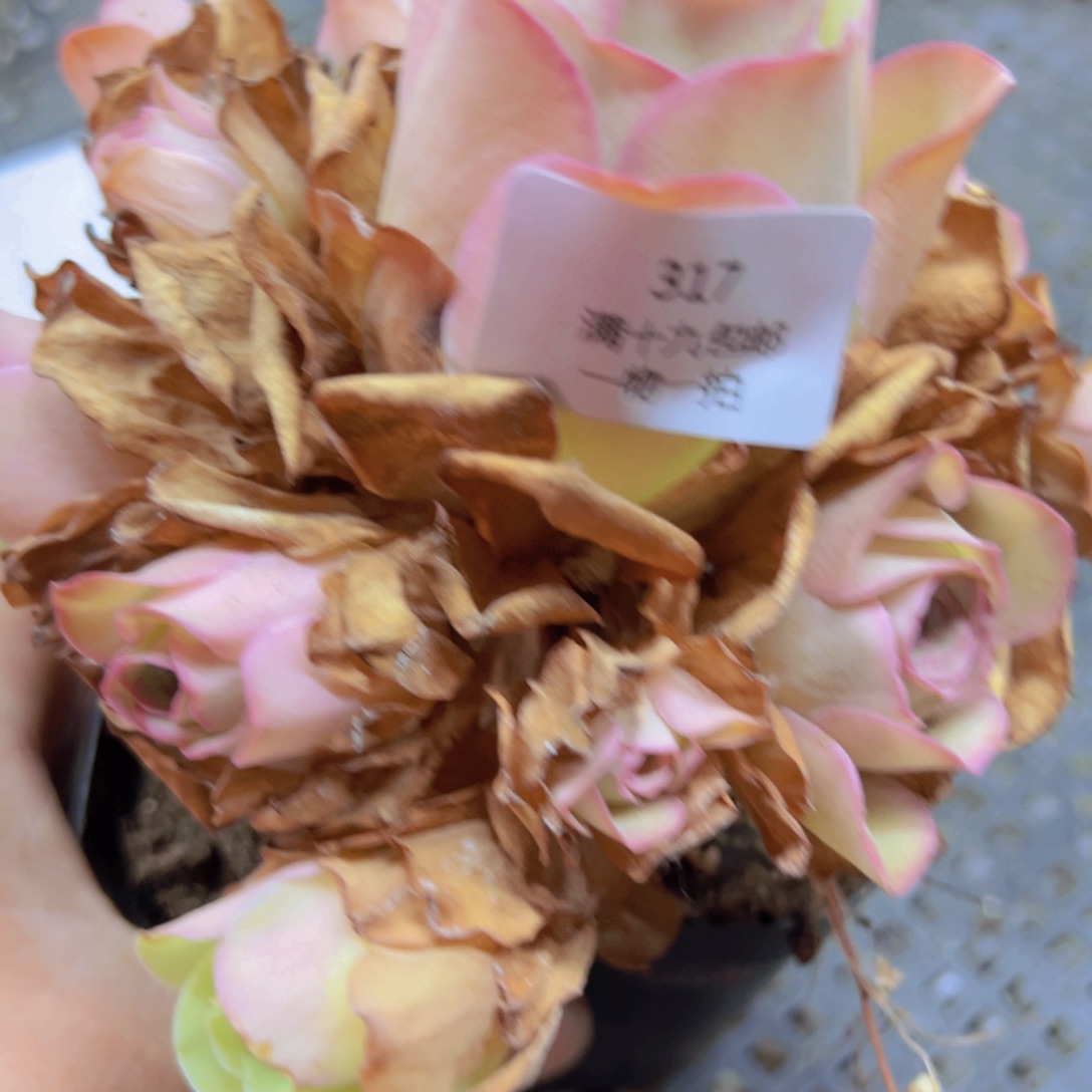 带盆土发货无售后317