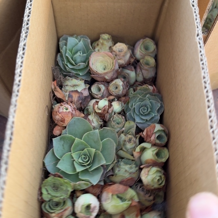 茉***花HD016山地玫瑰整箱多品种大促