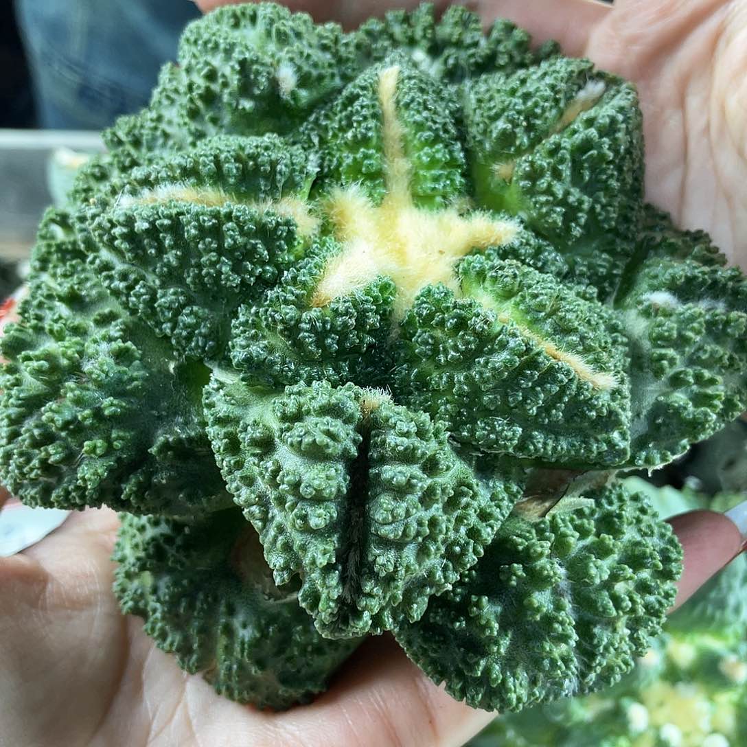 28日34号12.5cm自根大尤炸尤哥斯拉