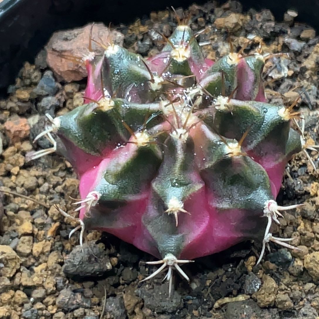 泰系名品侧芽，泡泡糖