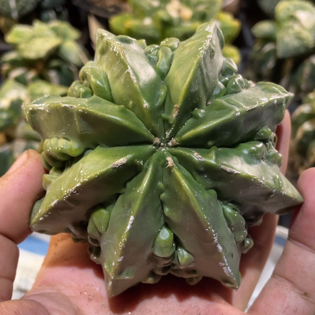 无花朵自根核桃 仙人球