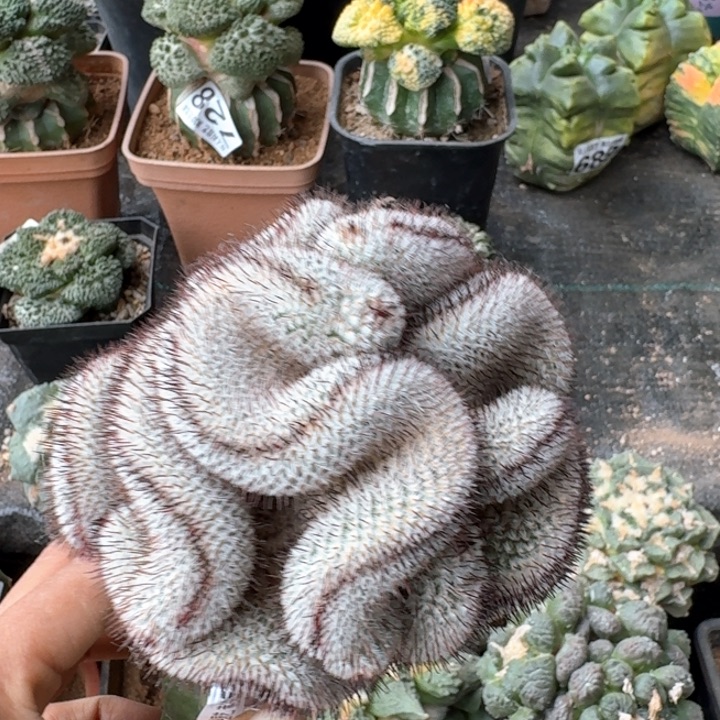 120直刺佩雷缀仙人球