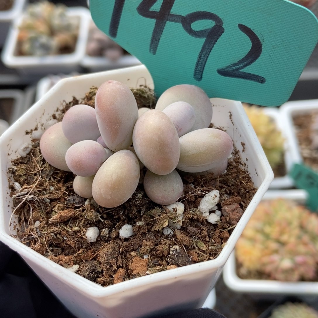 1492彩虹奶多肉植物