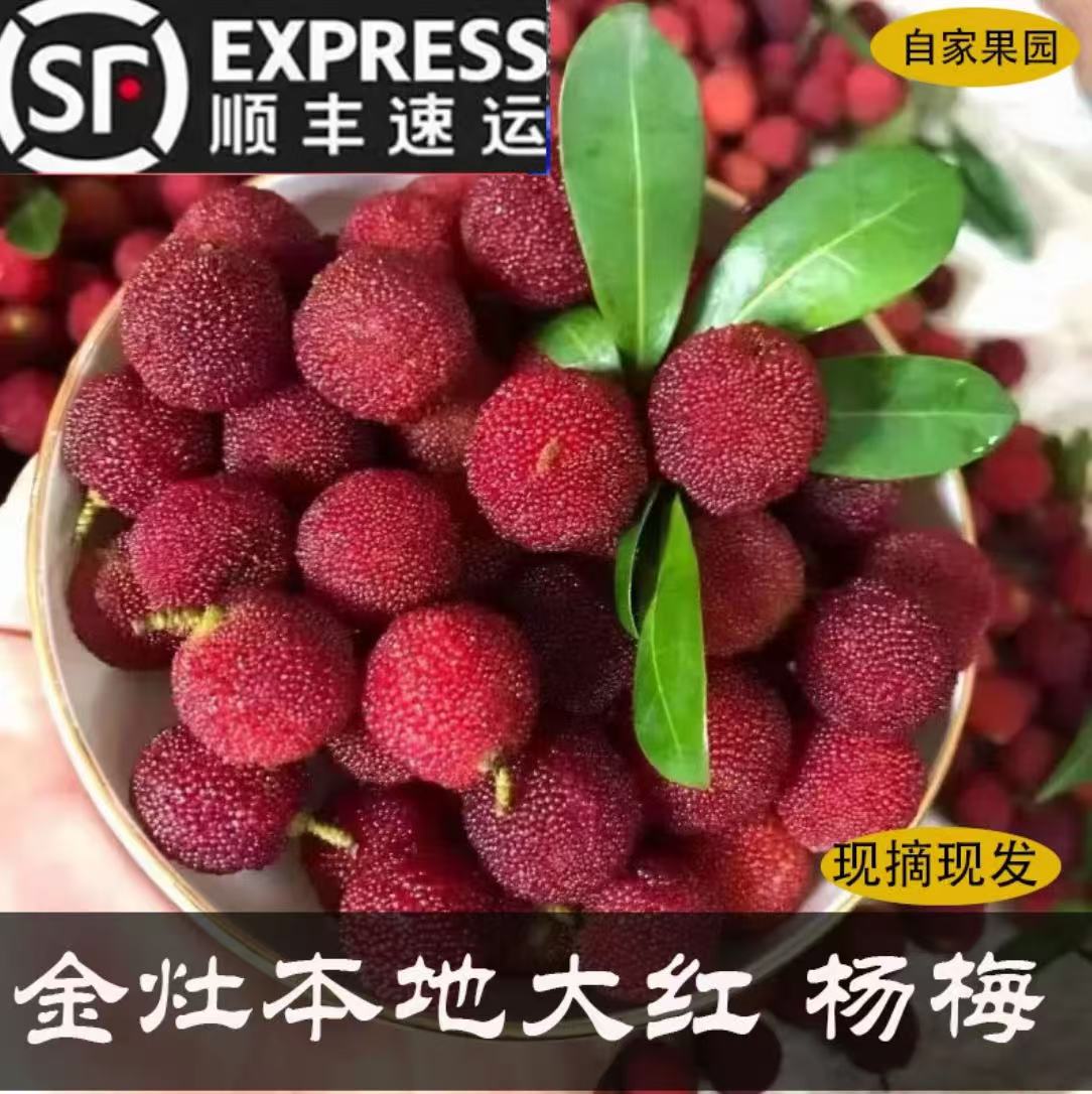 潮汕金灶本地大红梅  软枝杨梅新鲜采摘   2/4斤装顺丰冷链包邮