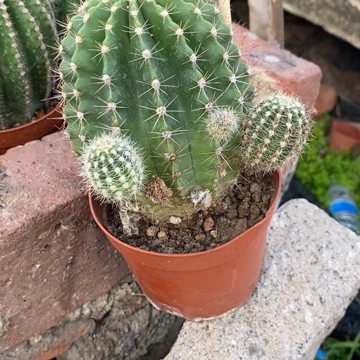 咖****哇彩草仙人球系列