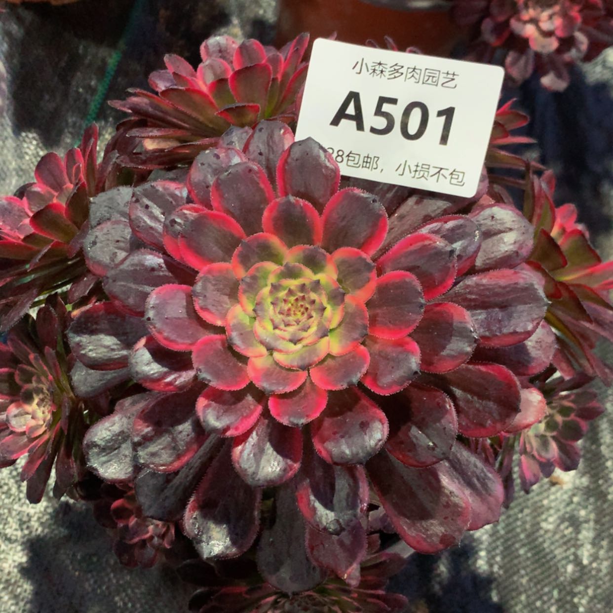 【闪购商品】501黑金多肉