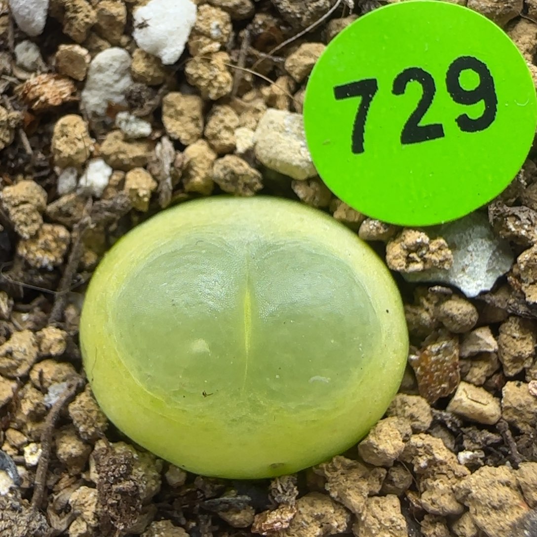 爱心体拉登1.5+多肉植物729