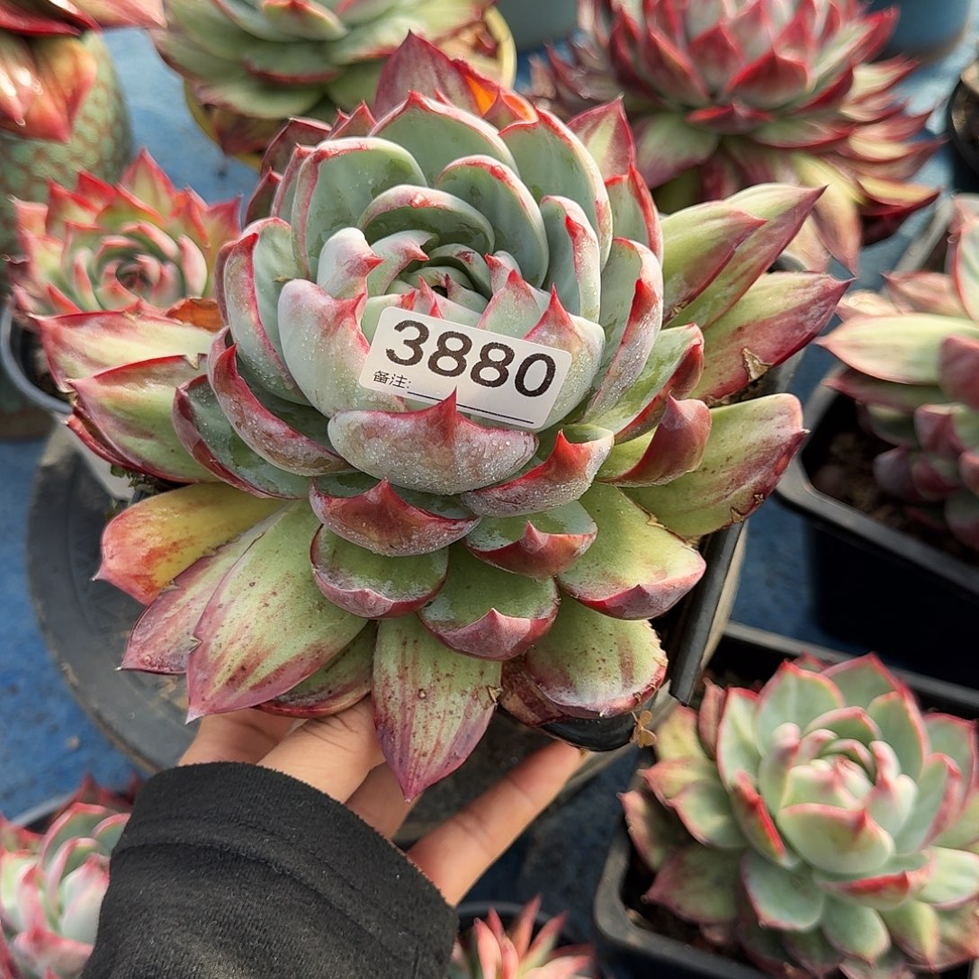 惊鸿惊鸿惊鸿 3880.........