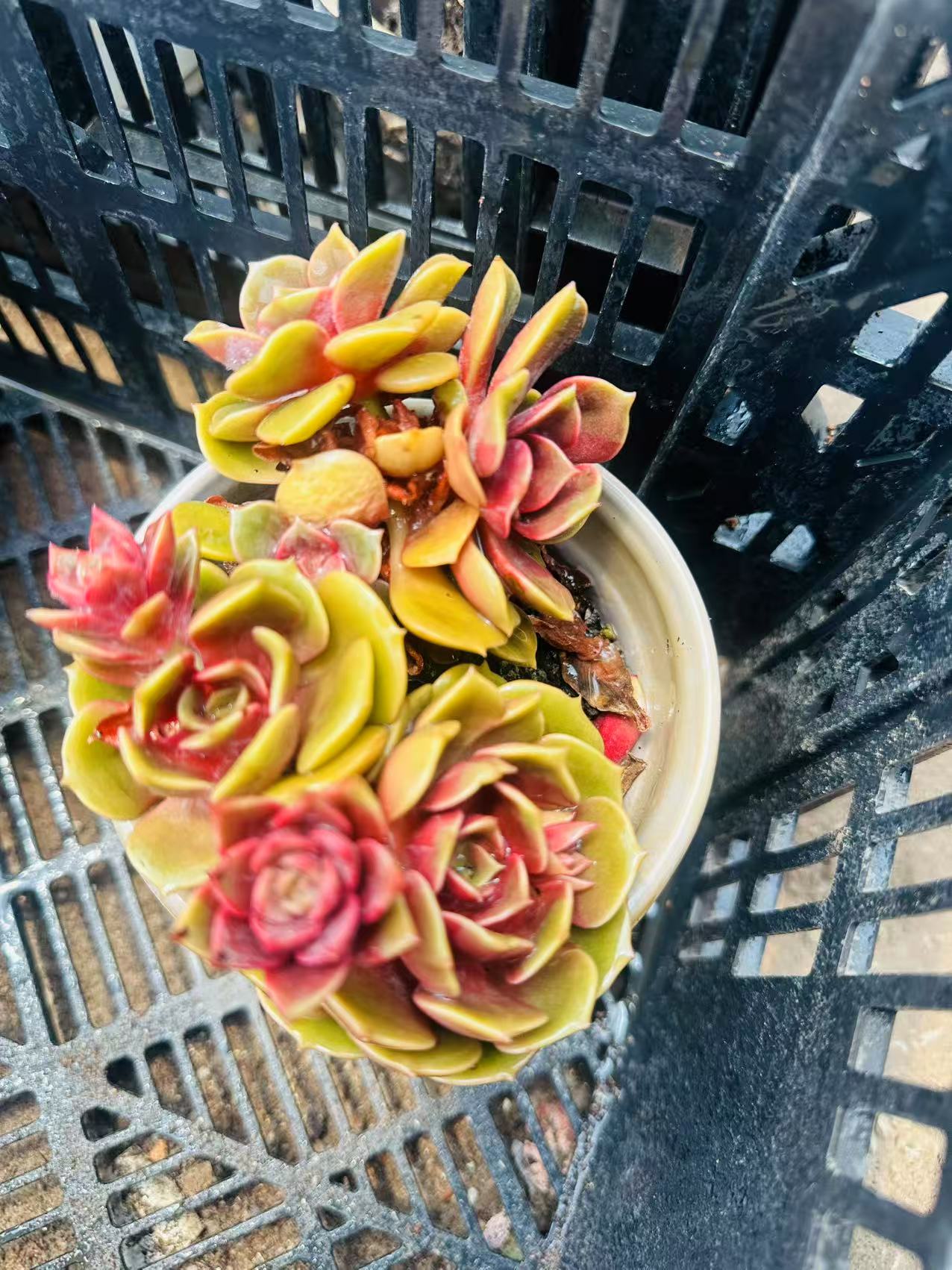 10多肉植物大红袍4头起发（多样性发货一颗12-15公分多肉盆栽花卉