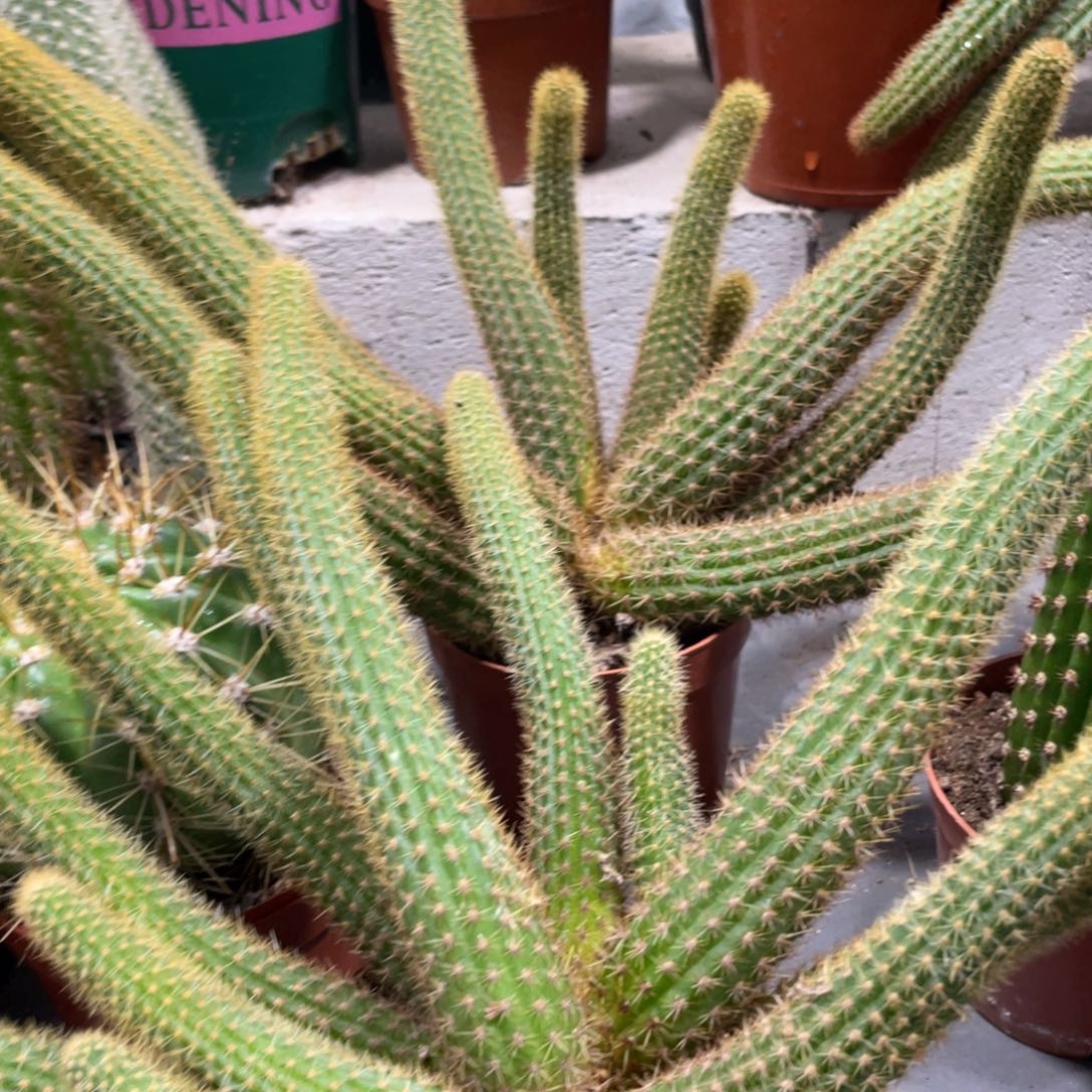 新品群生红蜻蜓一杯