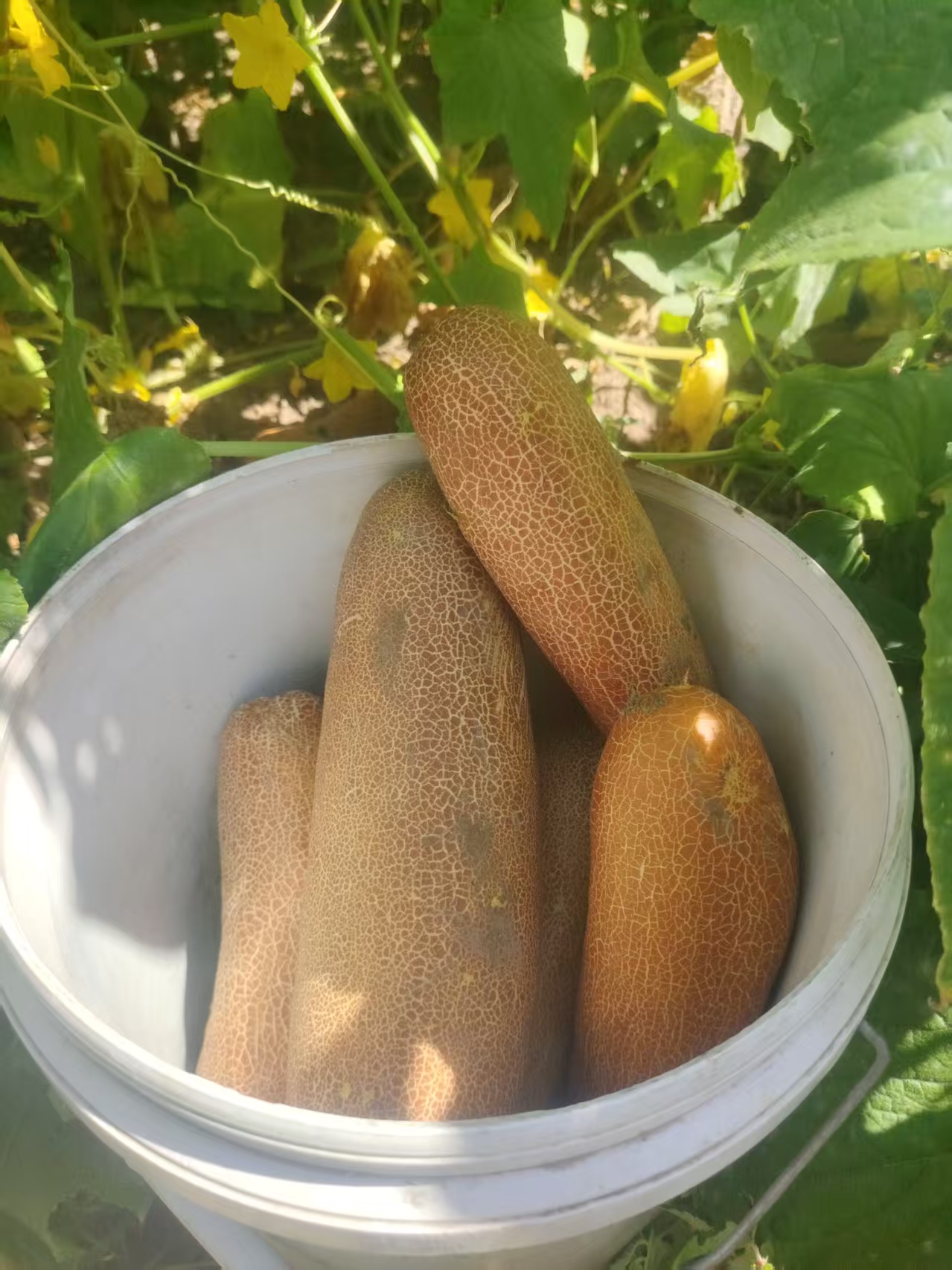 东北麻皮酸老黄瓜