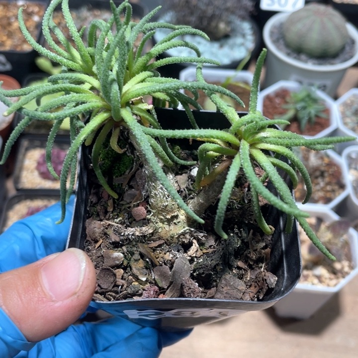 281天赐块根植物