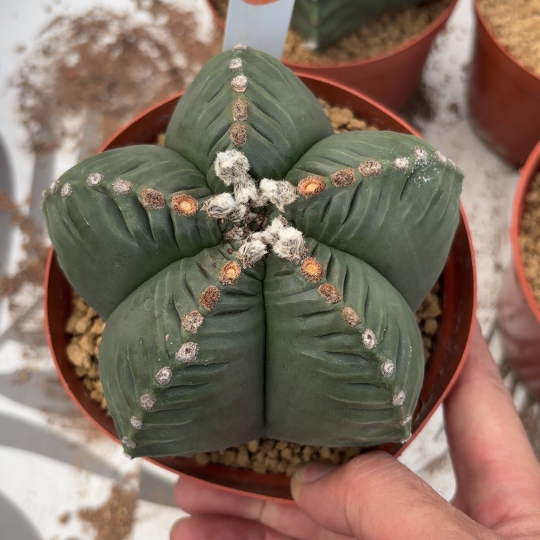 85实生龟甲鸾凤玉带盆带土