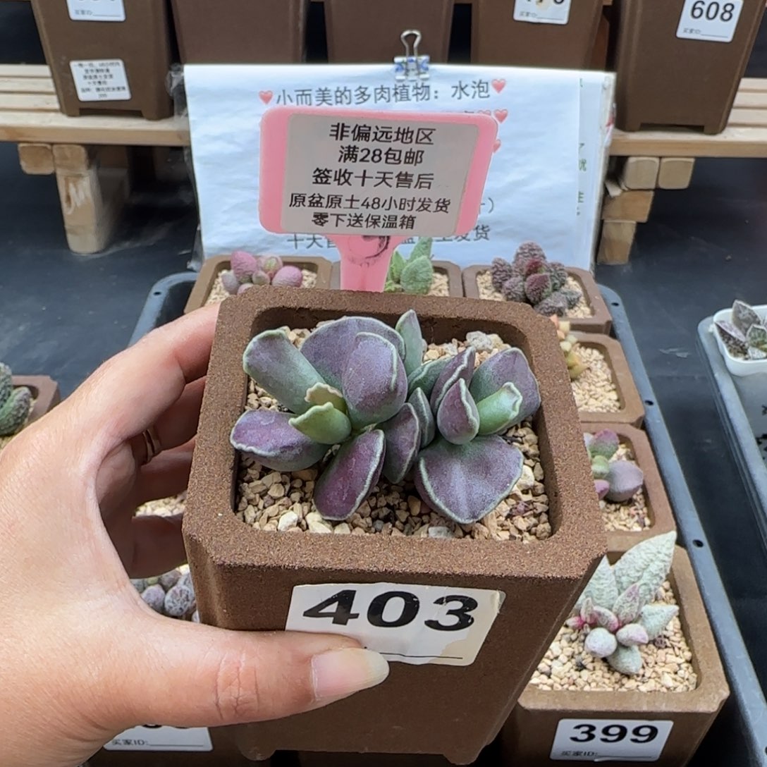 用***4403紫库博多肉植物