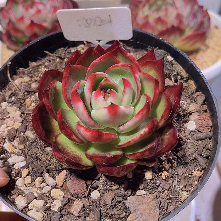 惊鸿仙子多肉植物21