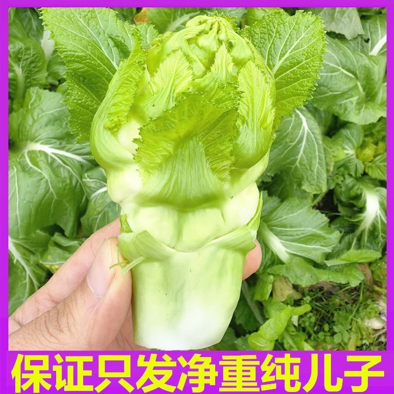 四川新鲜儿菜娃娃菜抱儿菜可作泡菜原料现摘现发