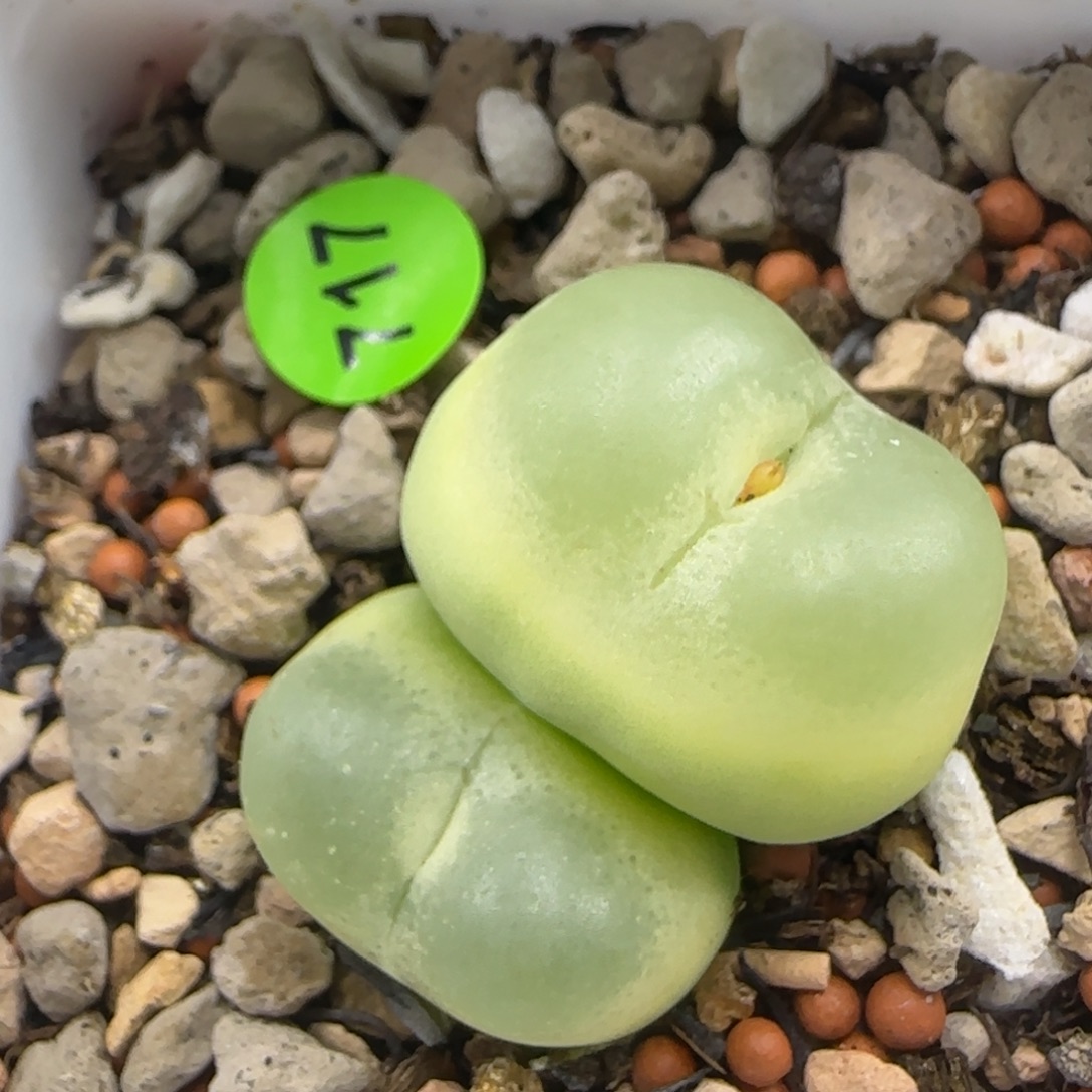 拉登双头1.8/2.2多肉植物717