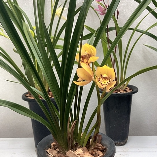 完全开放秋榜金黄荷