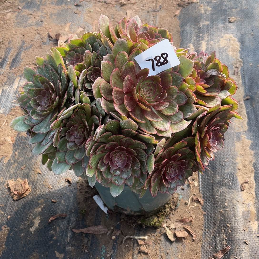 788法师植物红丝绒