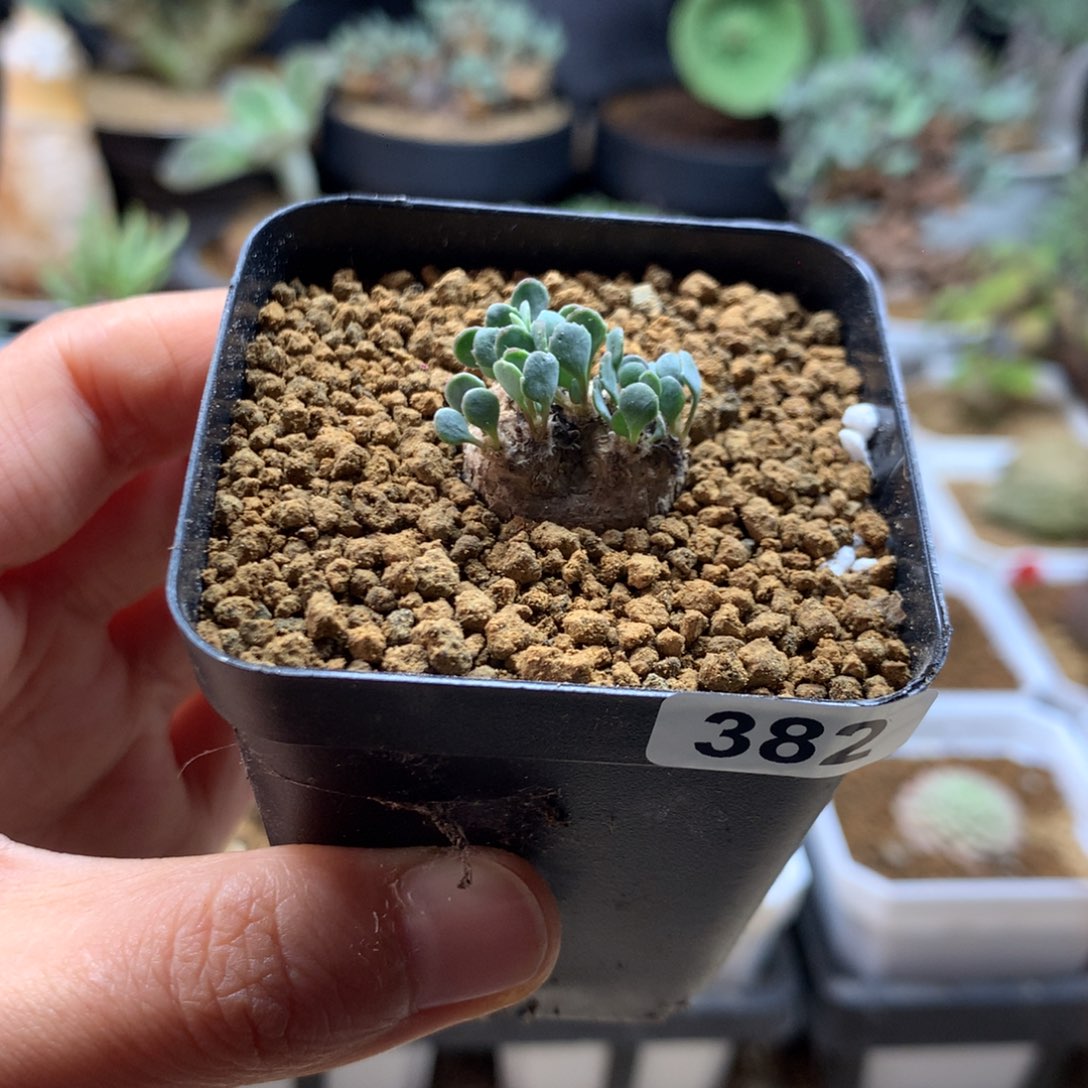 熔岩圆叶厚敦菊带盆