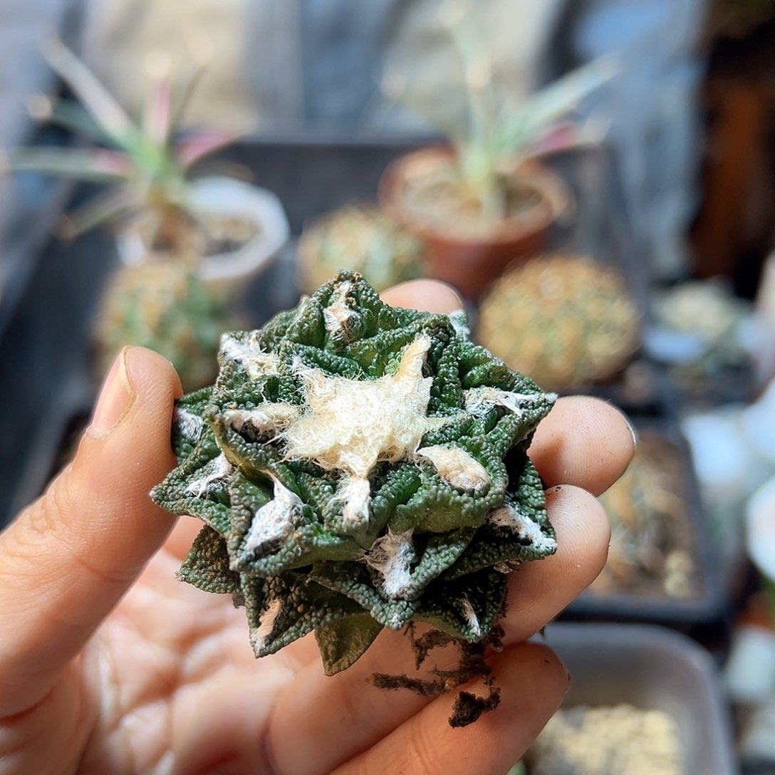 自根辛盾牡丹4.6公分