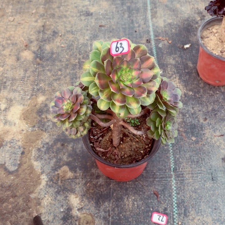 造型小妖桩63法师多肉