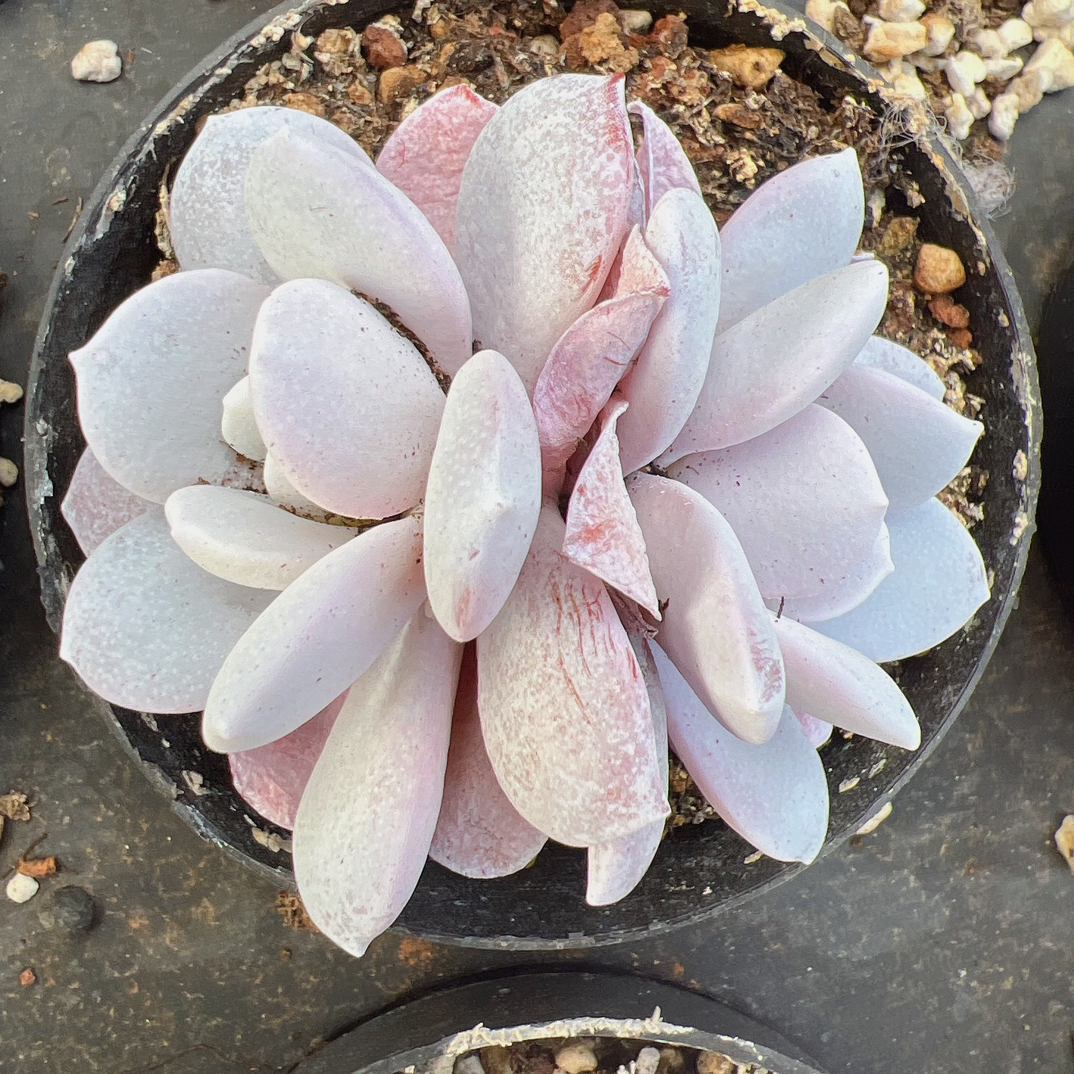 双头雪莲80#脱土发货（5-6.cm）