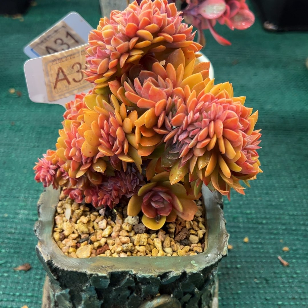 30，，，，，，，，，，，，，，，，，，，，，，，，