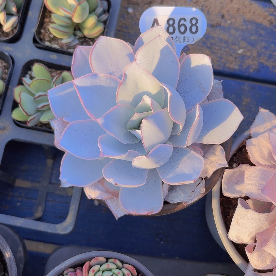 A868广寒宫一物一拍