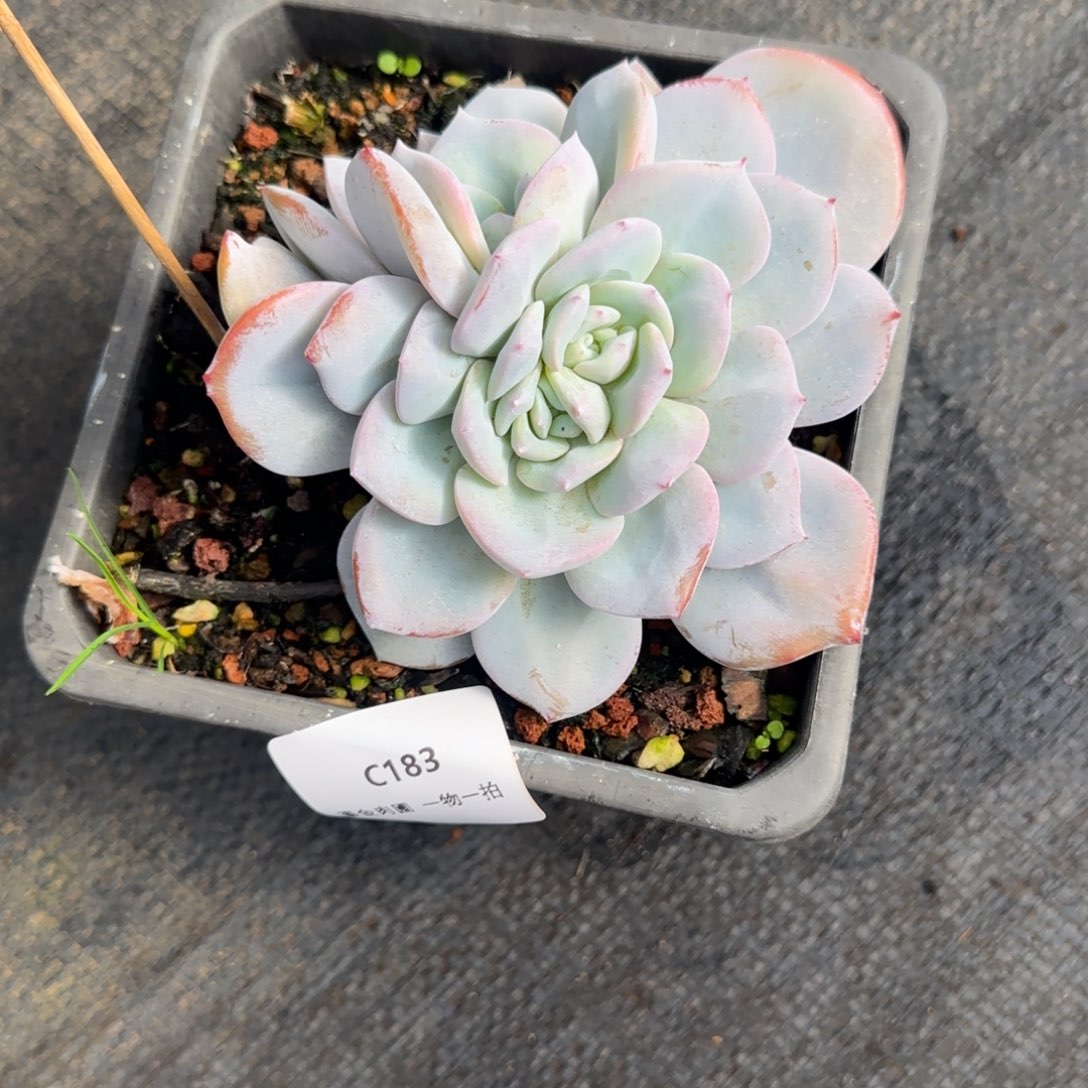 兔****C183单头分心奶茶   