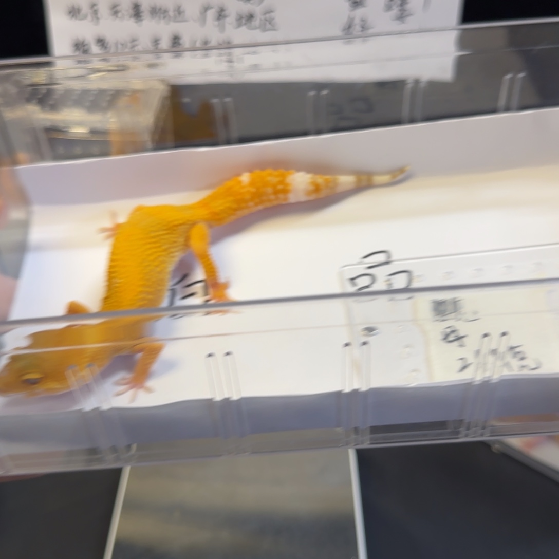 豹纹守宫111111111