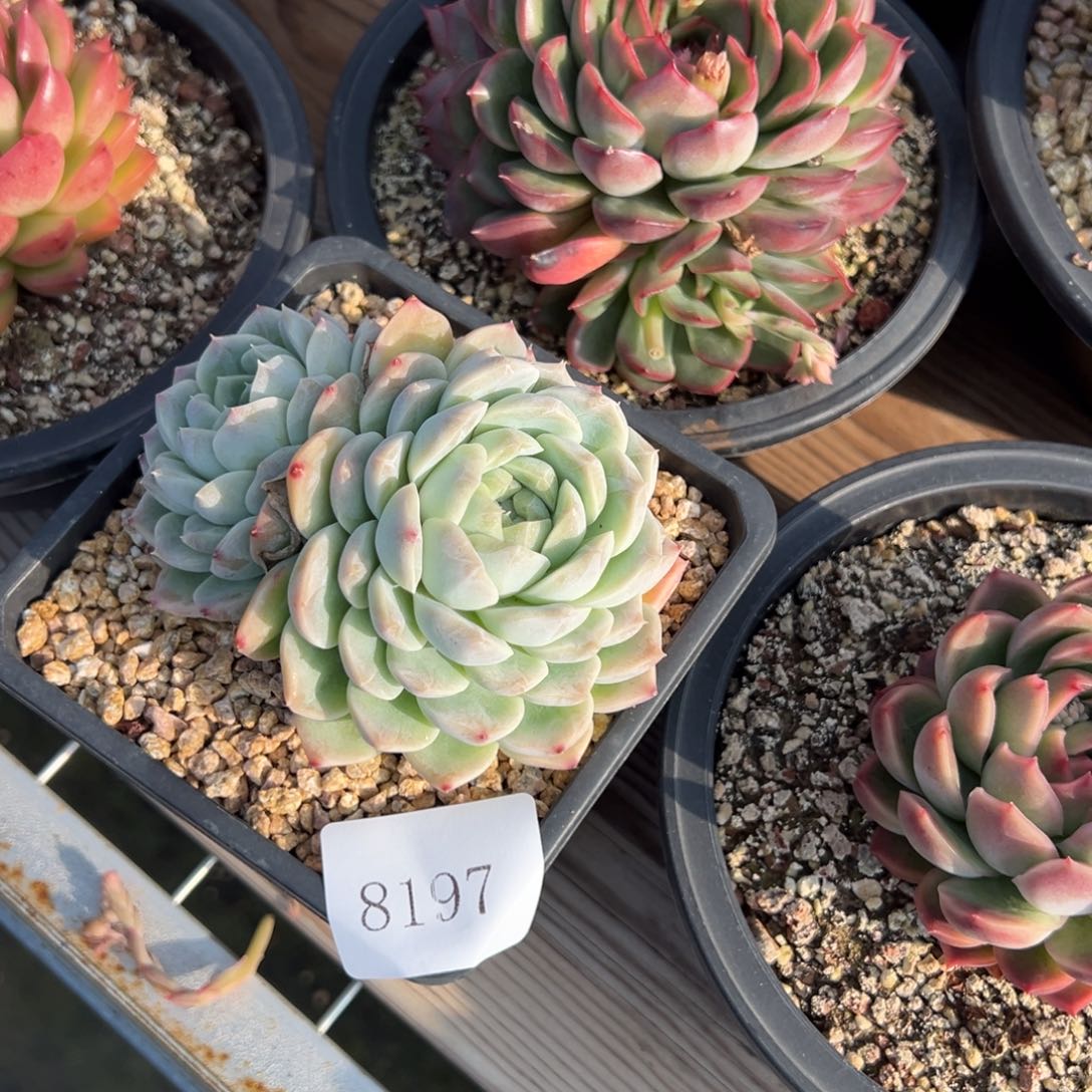 是***?8197多肉多多多多多