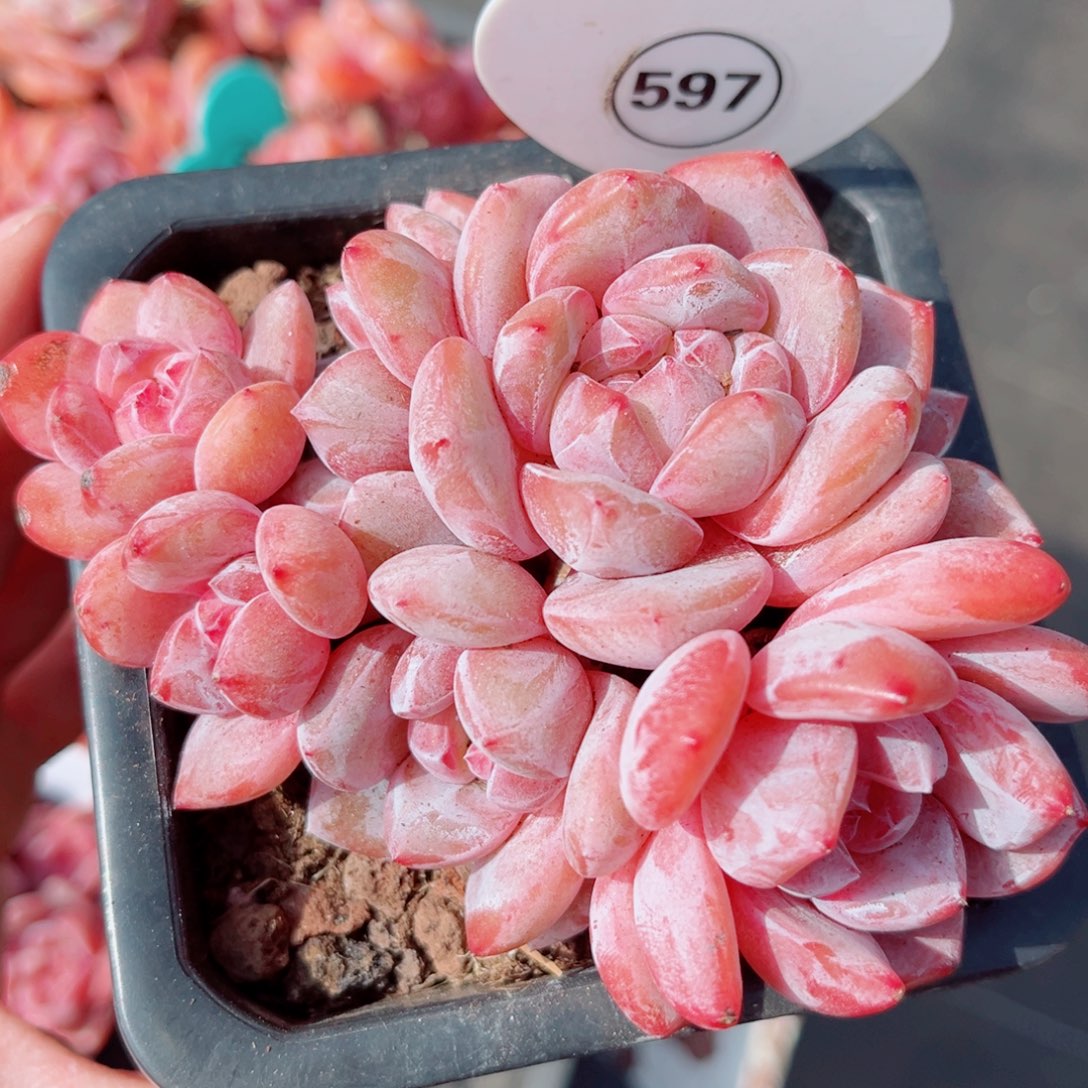 597号大老桩石榴籽星影群